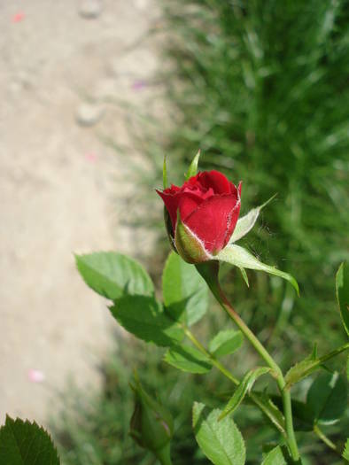 Rose Blaze (2009, May 17)