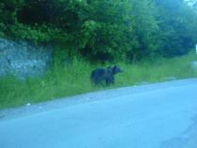 EMODPWUBUYTQFUKCKNG - Romania-fagaras-transfagarasanu