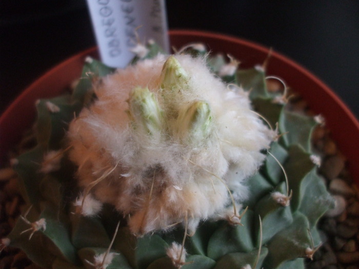 Obregonia denegrii 9 cm boboci - cactusii mei