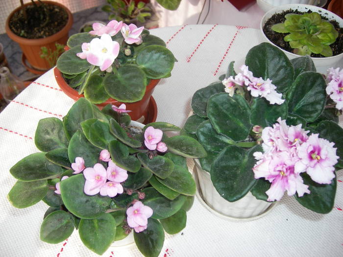 Violete de Parma - Flori - 2009