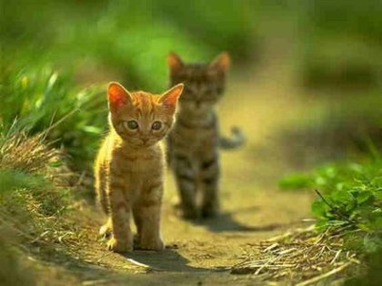 Cute Kitten (7) - Nota pentru pagina mea