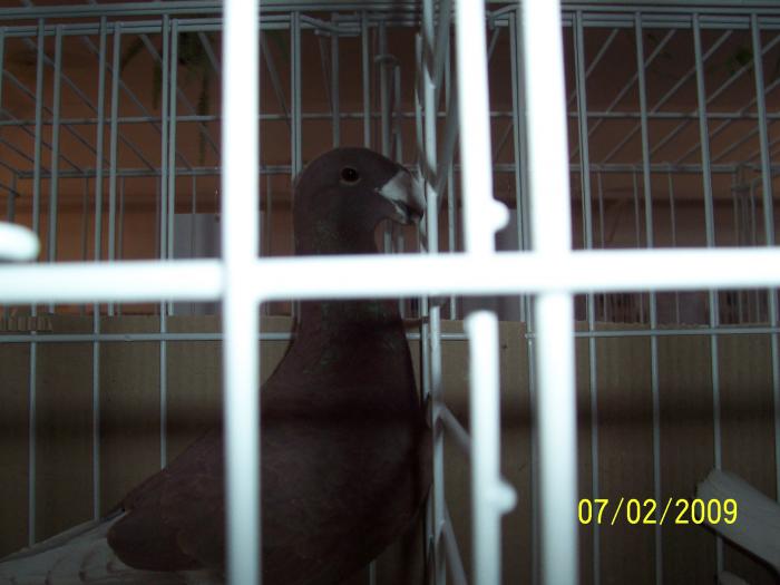 Expo Oradea 2009 033