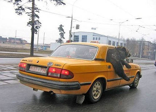 poze-taxi-ursi