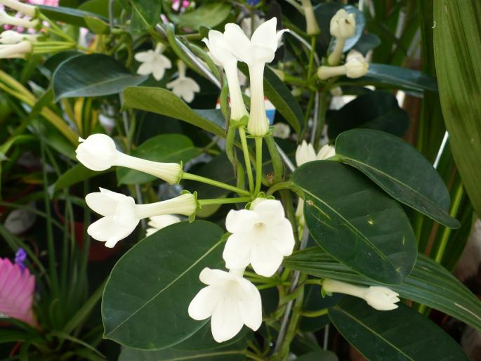 Stephanotis floribunda - 23 august 2008