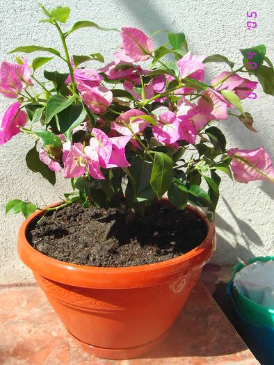 Bougainvillea Roz