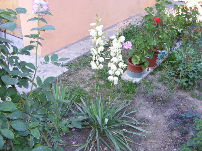 Yucca de gradina - flori si animale 2009