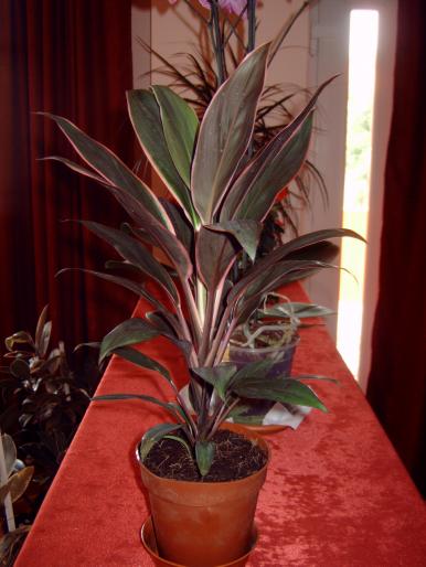 cordyline compacta - Plantele mele de interior