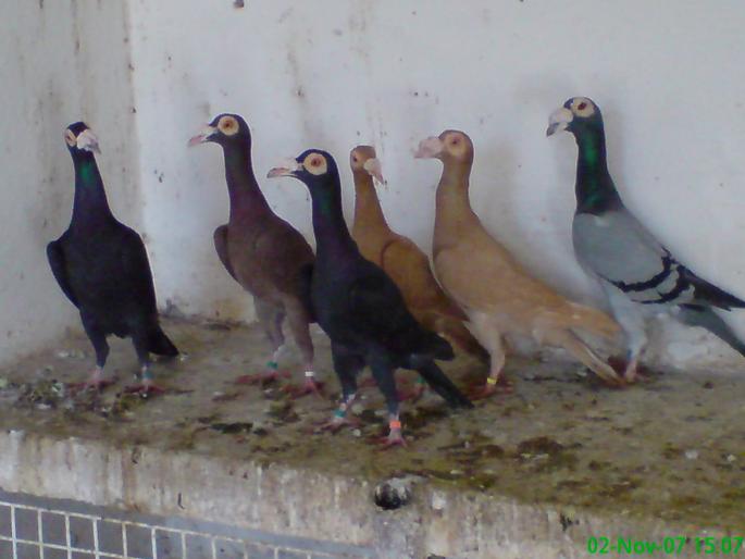 23 - porumbei carieri - 2007