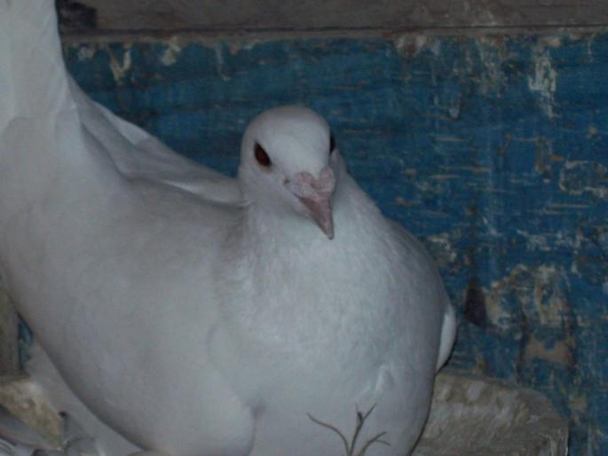 100_2787 - porumbei albi-nunti si ornament