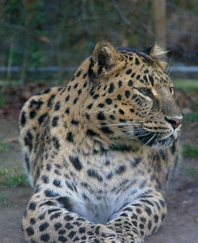 leopard-in-gradina-zoologica-din-lignano - Gradina Zoologica