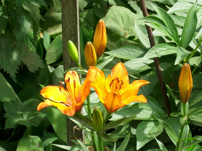 DSCI0361 - flori din gradina mea