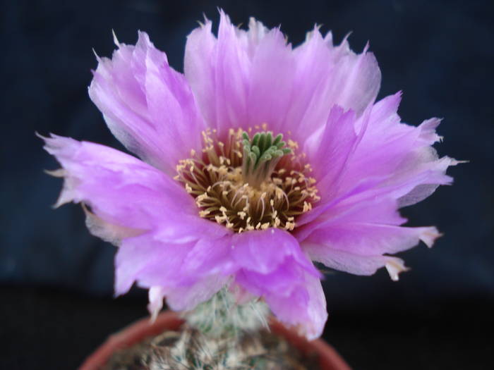 DSC06651 - Cactusi