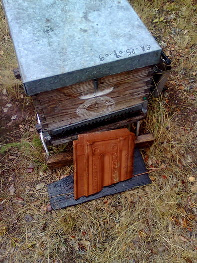 Imagine1371 - ApiMondia