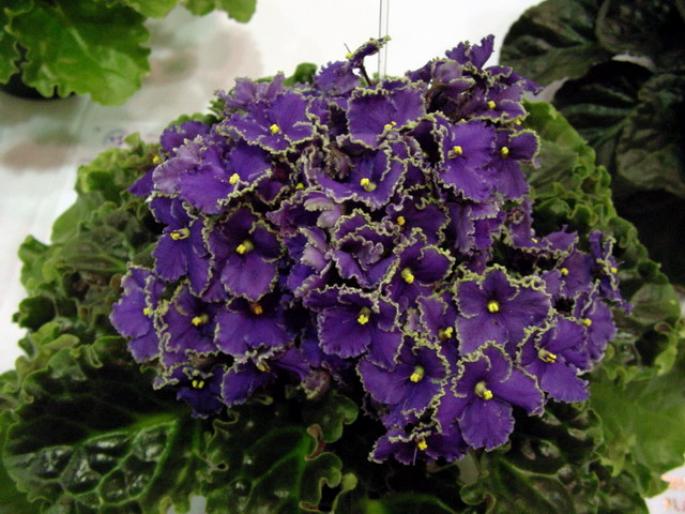 Optimara_EverPraise_2005avsa - violete de pe net 1