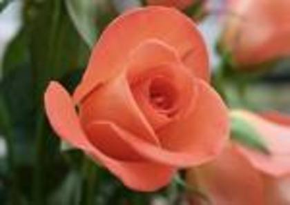 trandafir - avatare frumoase