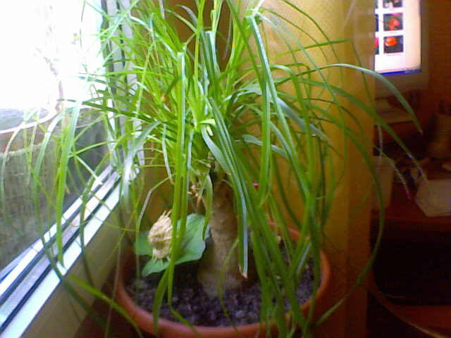 nolina - florile mele