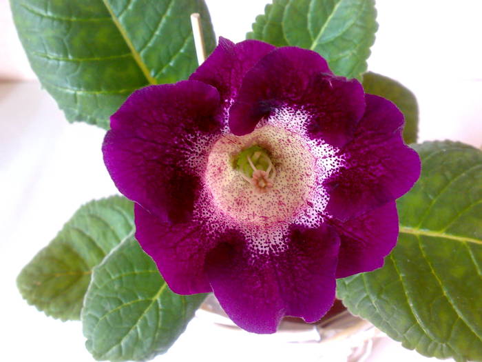 Tigrina Purple - Gloxinii 2009