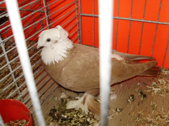 01881 blagodar 0 - 1505 partea 9a