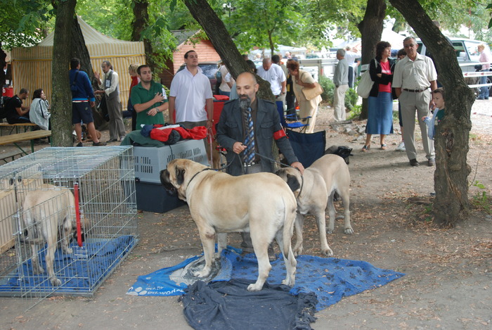 DSC_0081 - Concurs international de frumustete canina 2009 TgMures