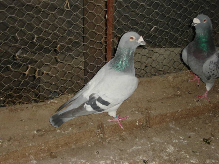 47 - E Porumbei Voiajor Standard Vechi