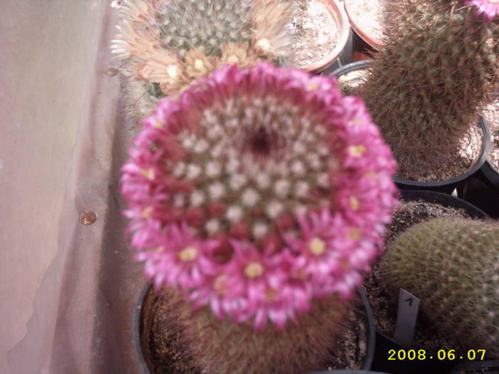 37-Mammillaria backebergiana - cactusi