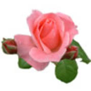 trandafir-roz2 - trandafiri