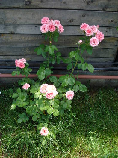 Rose Pleasure (2009, June 04)