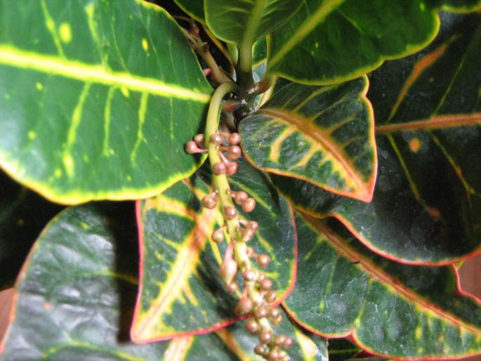 croton inflorit