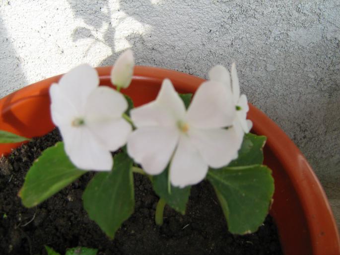 impatiens - floricele