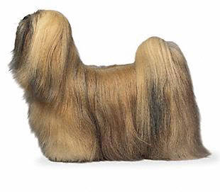 lhasa_apso