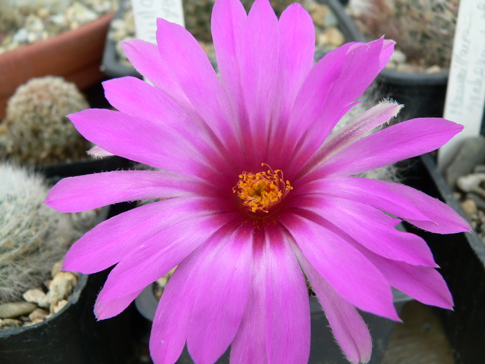 mammillaria_guelzowiana_fl - genul Mammillaria