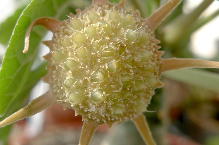 Dorstenia foetida - floare cu seminte - Plante cu caudex
