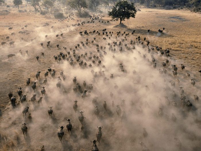 Aerial View of a Herd of African Buffalo, Botswana - Wallpapers Premium