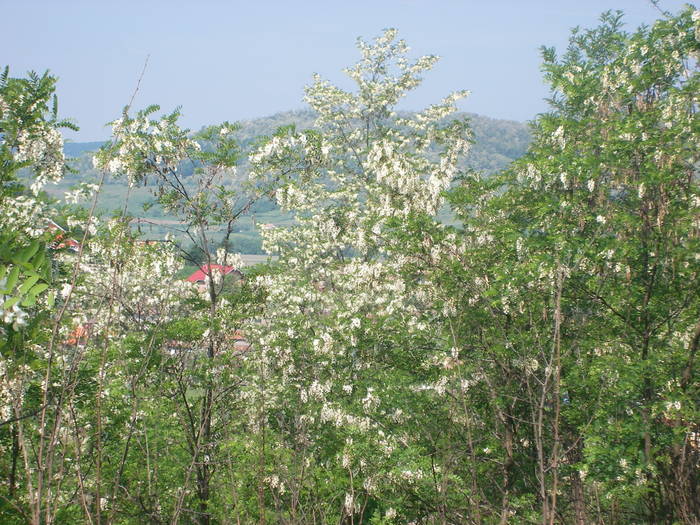 Salcim -  17 Mai 2009