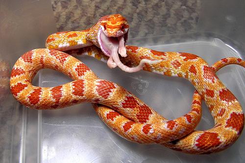 amazing-snake-pictures12[1] - SERPI