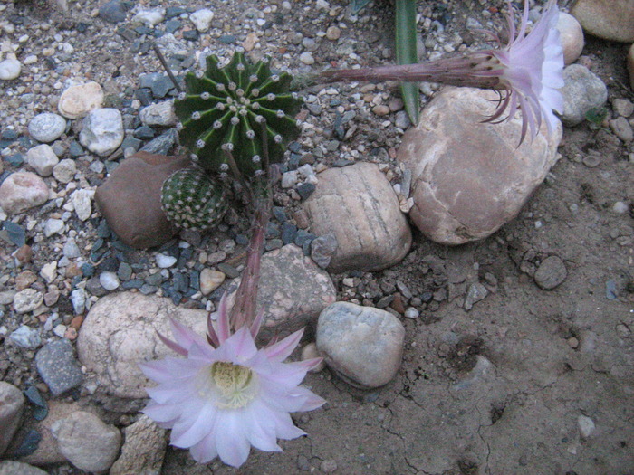 IMG_1158 - Cactusi la mosie14 sept 2009