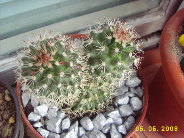 Mam - Mammillaria