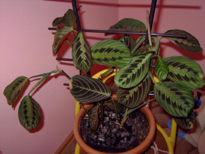 Maranta leuconeura - Plantele mele de interior