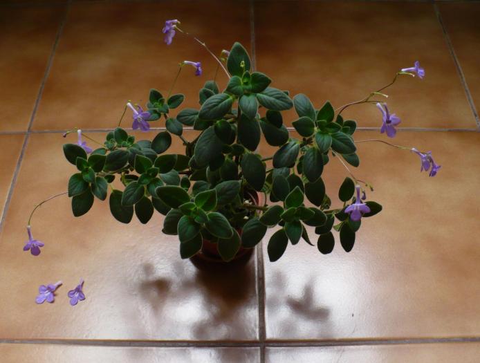 P1080341 - STREPTOCARPUSI