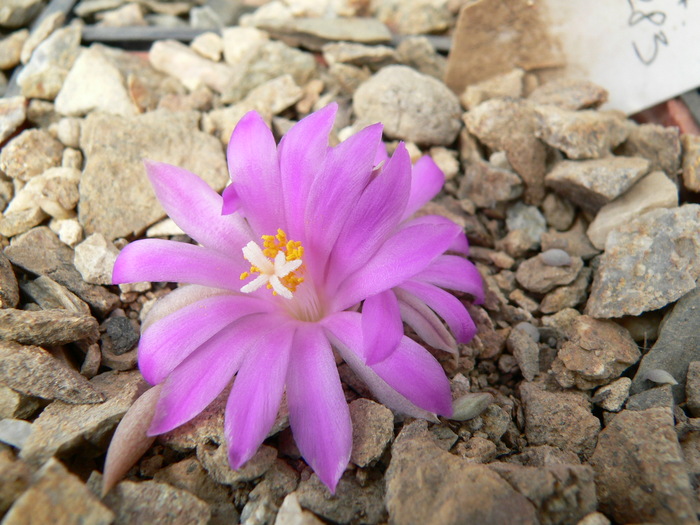 ariocarpus_kotschoubeyanus_v.macdowellii