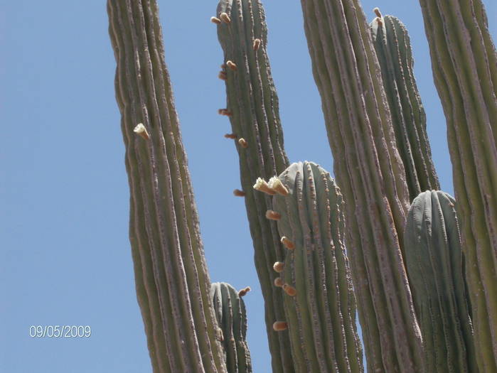 HPIM1996mic - cactusii giganti