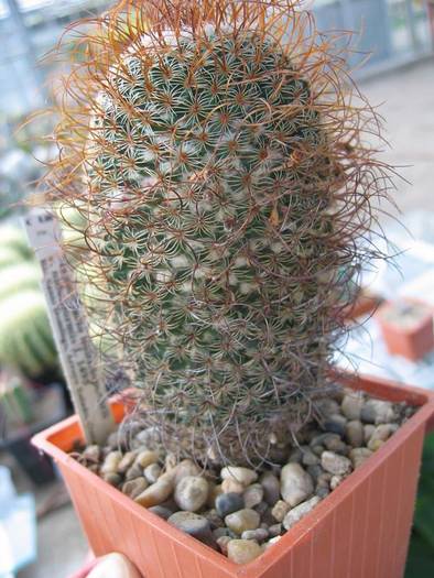 cactusi 006 - Cactusi la Constanta