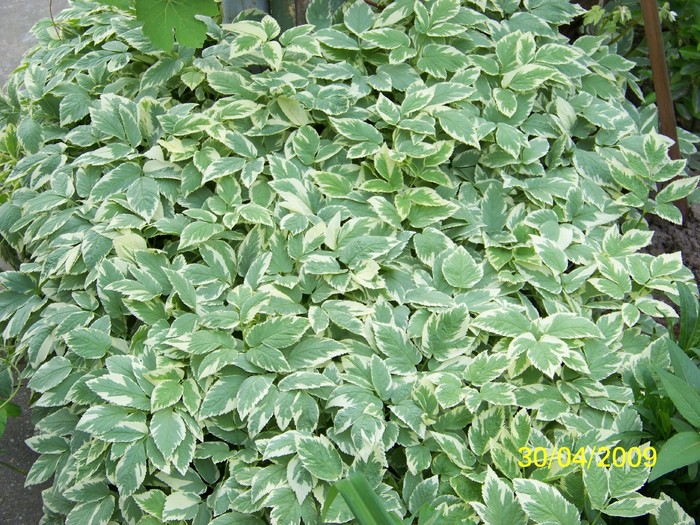 100_1268 - Primavara in curte  Timisoara