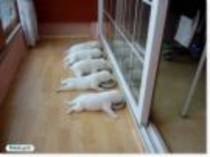 5f9650f8ce0fd84c - animale