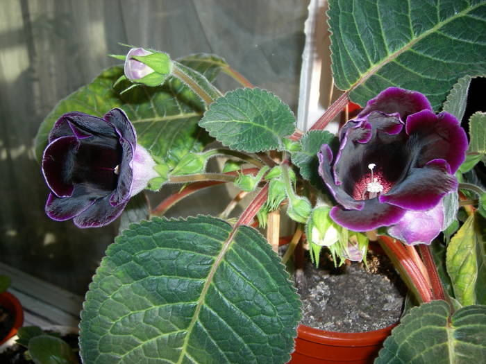Gloxinia mov inchis