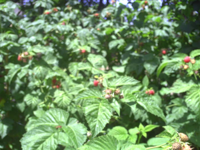 PICT0030 - GRADINA-2009