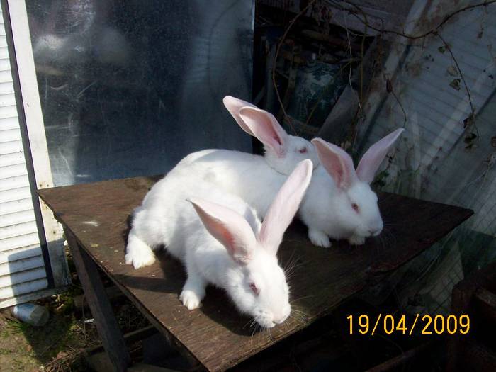 Picture 008 - poze iepuri aprilie 2009