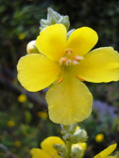 Picture 225 - flori dragute