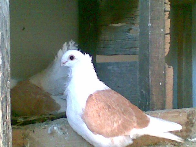 28022009(050) - diferite rase porumbei