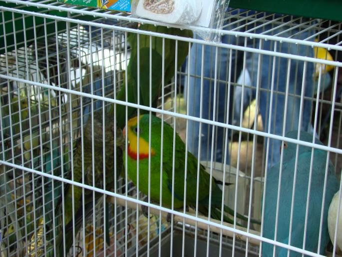 DSC00432